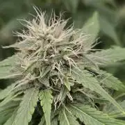 Blue glookie purp light