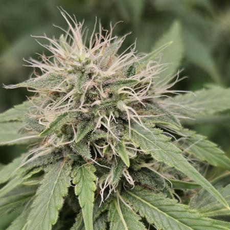 Blue glookie purp light