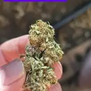 Blue glookie purp light