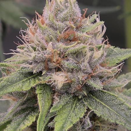 Blue glookie purp light