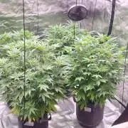 Blue glookie purp light