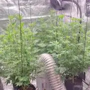 Blue glookie purp light