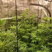 Blue glookie purp light