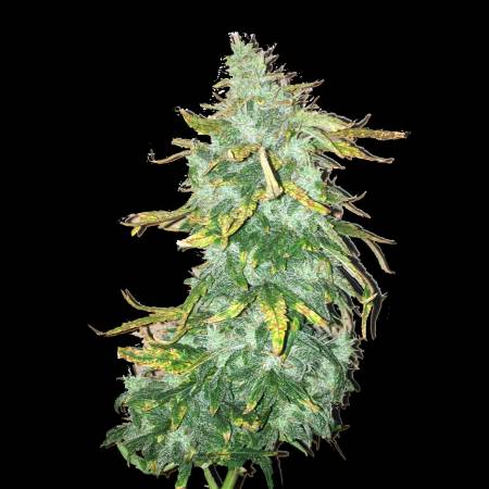 Mephisto Walter White