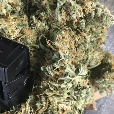 CBD Strains - HIGHLO