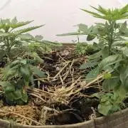 Grow 4
