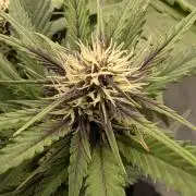 Grow 4