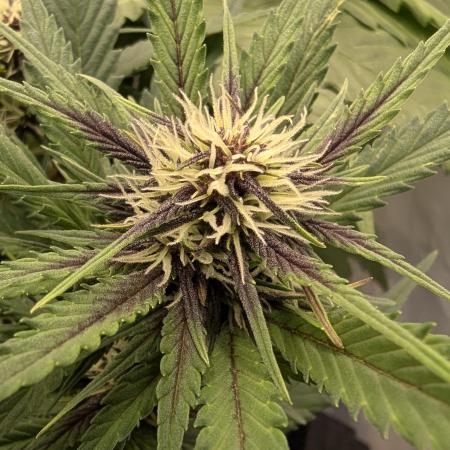 Grow 4
