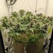 Grow 4