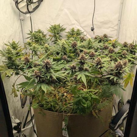 Grow 4