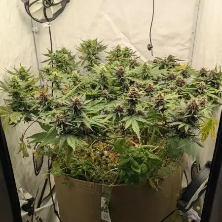 Grow 4