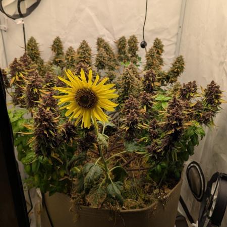 Grow 4