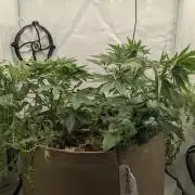 Grow 4