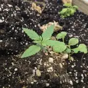 Grow 4