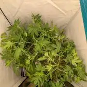 Grow 4