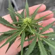 710 Purple gelato first grow