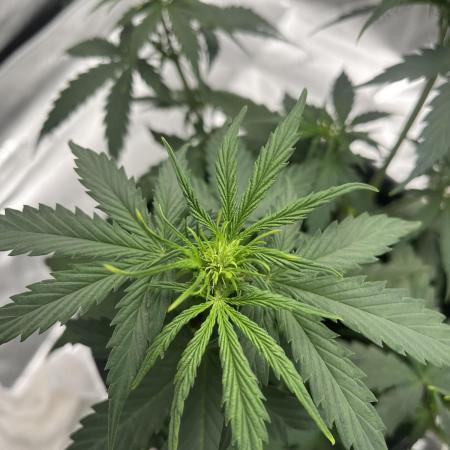 710 Purple gelato first grow