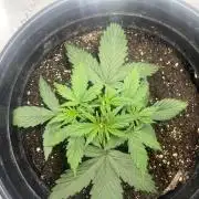 710 Purple gelato first grow