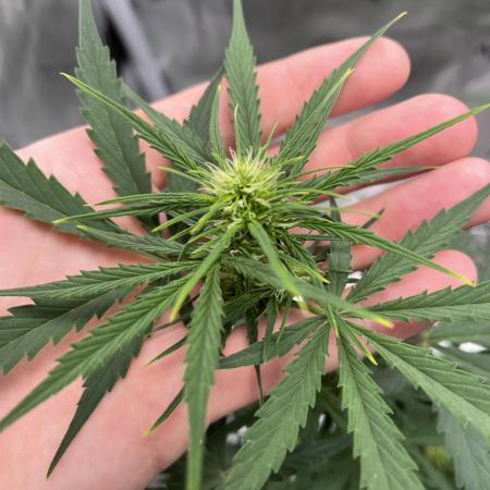 710 Purple gelato first grow