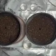 710 Purple gelato first grow