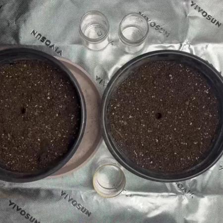 710 Purple gelato first grow