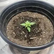 710 Purple gelato first grow