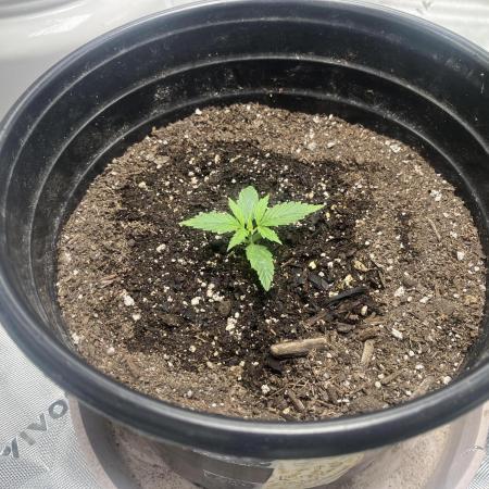 710 Purple gelato first grow