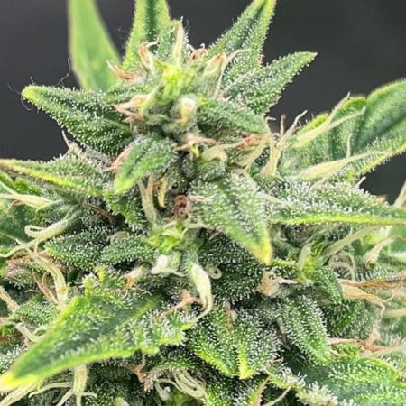 710 Purple gelato first grow