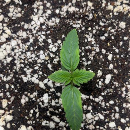 FastBuds First run