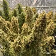 Strawberry banana auto