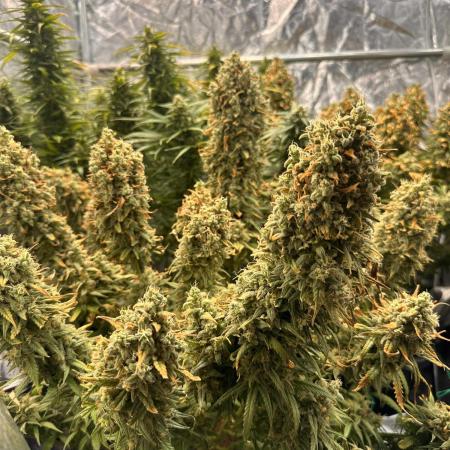 Strawberry banana auto