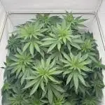 Living Soil - Pink Gelato
