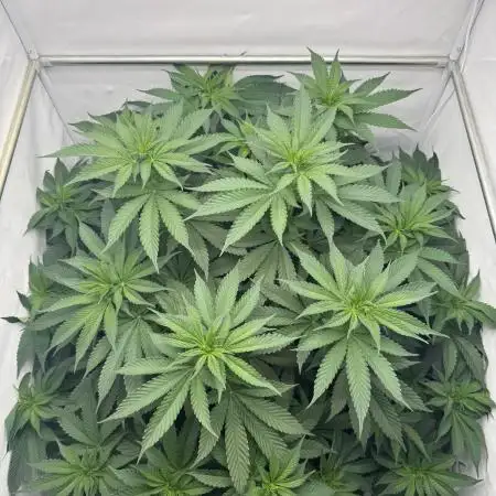 Living Soil - Pink Gelato
