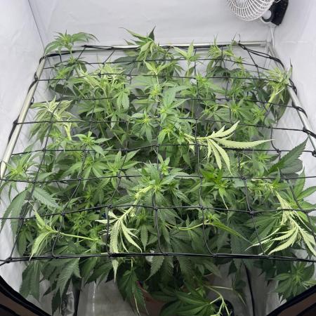 Living Soil - Pink Gelato