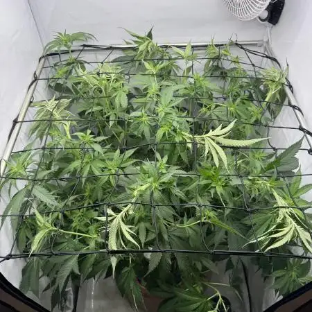 Living Soil - Pink Gelato