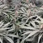 Living Soil - Pink Gelato