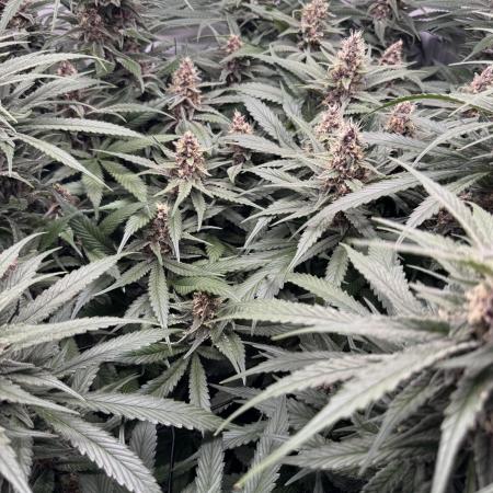 Living Soil - Pink Gelato