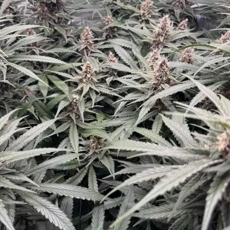 Living Soil - Pink Gelato