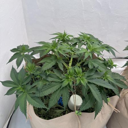 Living Soil - Secret Kush Cross