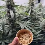 Living Soil - Pink Gelato