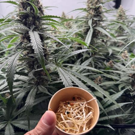 Living Soil - Pink Gelato