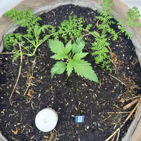 Living Soil - Aficionado 2nd MJ‘25