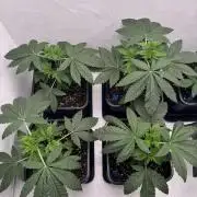 Grandma’s Genetics - Headband