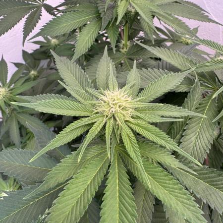 Living Soil - Secret Kush Cross