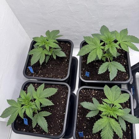 Grandma’s Genetics - Headband