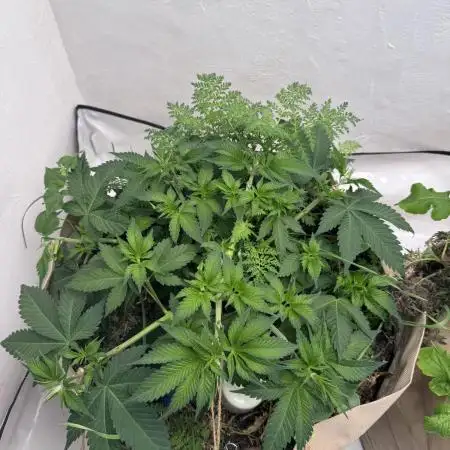 Living Soil - Secret Kush Cross