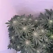 Living Soil - Secret Kush Cross