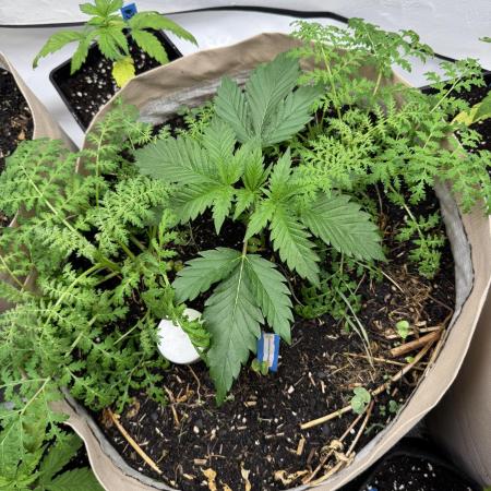 Living Soil - Aficionado 2nd MJ‘25