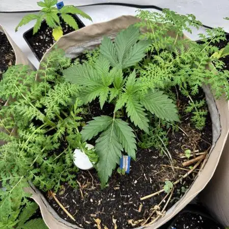 Living Soil - Aficionado 2nd MJ‘25