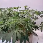 Living Soil - Aficionado MJ‘25